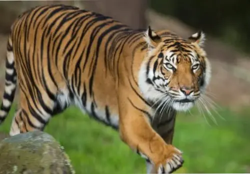 Visit Hamilton Zoo  