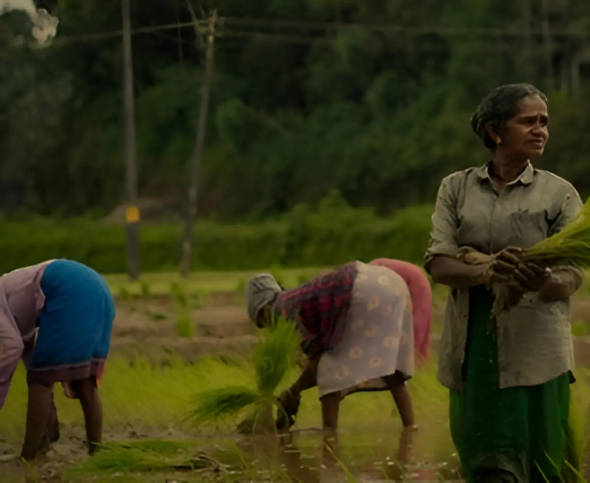 Wayanad Highland Escape