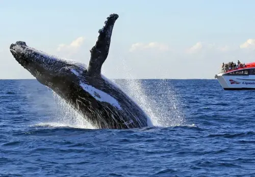 Whale Watching Cruise