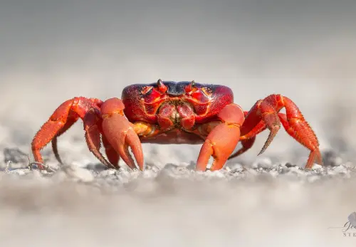 Witness the Red Crab Migration (Seasonal: Oct–Dec)  