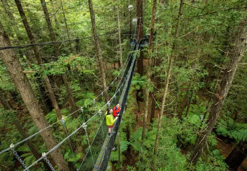 Zipline or Treetop Walk in the Redwoods Forest 